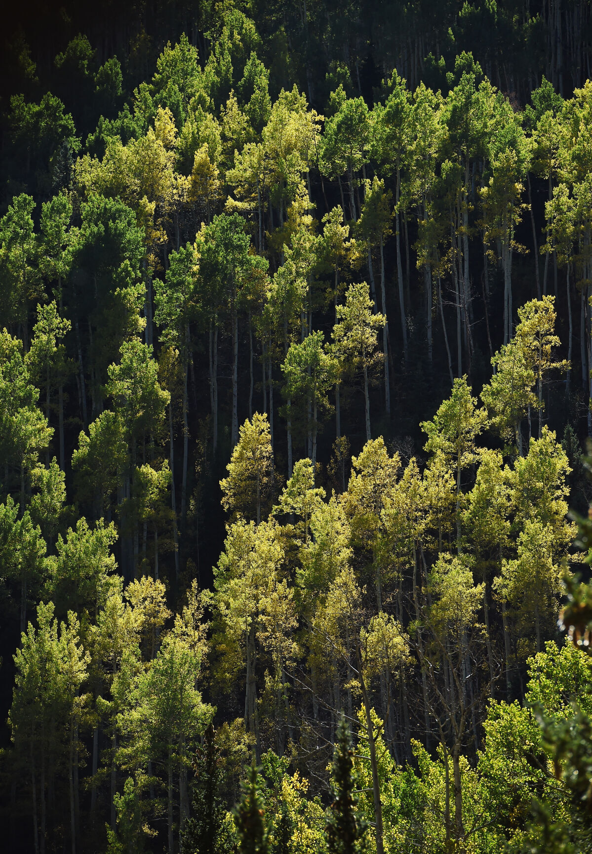 092821-news-aspens 11.JPG